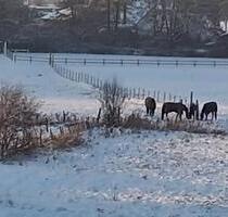 traumhafter Blick auf Pferdekoppel möbl. 3 Zimmer WG - 28.4.26 - Greifswald