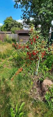 Foto - Grundstück in Schwerin zur Miete