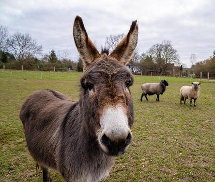 Foto - andere in Lubmin zur Miete