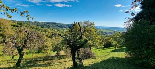 Foto - zu verpachten Obstbaumwiese am Schönbuchrand von Entringen
