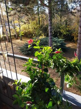 Foto - 3 Zimmer Hochparterre zum Kaufen in Schweinfurt