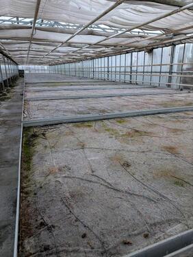 Foto - Gewächshaus zu Vermieten Treibhaus