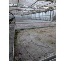 Gewächshaus zu Vermieten Treibhaus - Rommerskirchen