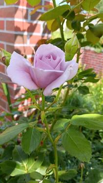 Foto - 5 Zimmer Einfamilienhaus in Möckern