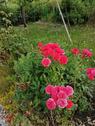 Foto - Pachtgarten - 300,00 EUR Kaltmiete, ca.  0,00 m²