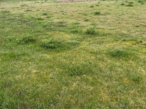 Foto - Grundst&uuml;ck in Neustadt an der Weinstraße