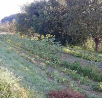kleiner Acker bei Meersburg – Stetten zu verpachten - Konstanz Allmannsdorf