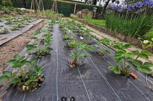Foto - Grundst&uuml;ck zur Miete in Heidenau