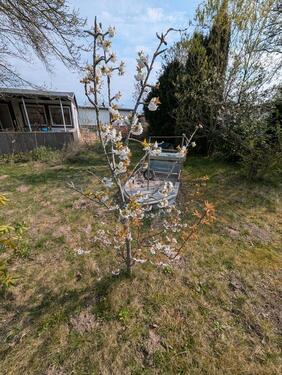 Foto - Kleingarten in Reutershagen mit großer Laube