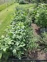 Foto - Freie Gartenparzellen in unserer Kleingartenanlage