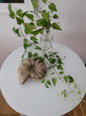 Foto - andere zur Miete in Bonn