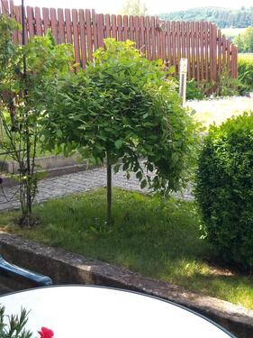Foto - andere in Bischoffen zur Miete