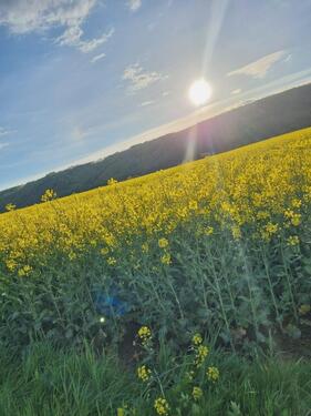 Foto - Einfamilienhaus in Wesertal zum Kaufen