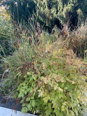 Foto - Souterrain Wohnung 2 Zimmer mit kleiner Terrasse