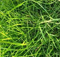 WG Zimmer in Altenrheine Rheine WG Zimmer in Altenrheine Rheine