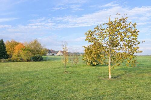 Foto - Einfamilienhaus zur Miete in Malchin