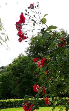 Foto - Einfamilienhaus in Essen zur Miete
