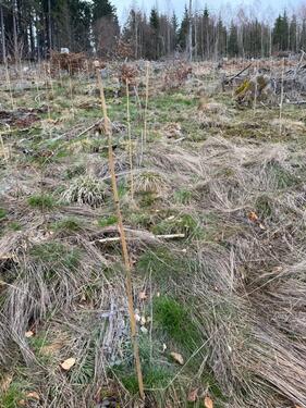 Foto - Grundst&uuml;ck in Riedenberg zur Miete