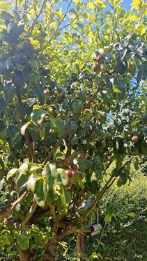 Foto - Grundst&uuml;ck in Pockau-Lengefeld zur Miete