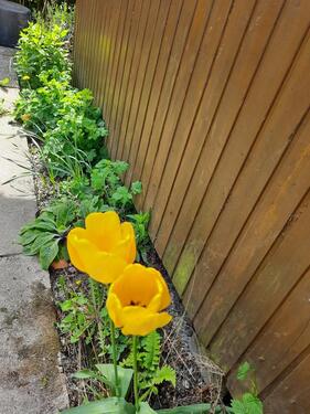 Foto - Kleingarten in Hamburg-Horn weiterzugeben