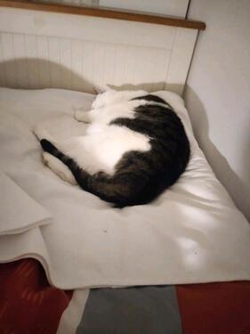 Foto - Zimmer zu vermieten - 430,00 EUR Kaltmiete, ca.  16,00 m²