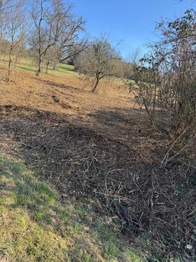 Foto - Steuobstwiese Und Waldgrundstück