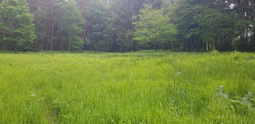 Foto - Weide Moorweide von privat zu verpachten, ca. 3200qm ab 1.1.26