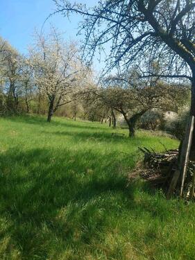 Foto - Wiesengrundstück - 3,00 EUR Kaltmiete, ca.  0,00 m²