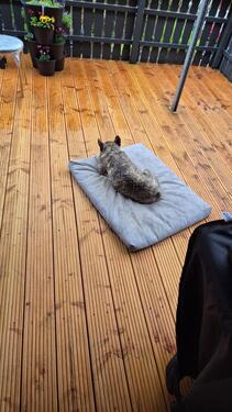 Foto - Etagenwohnung zur Miete in Koblenz