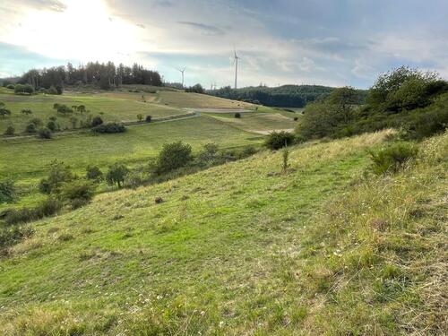 Foto - Grünland Wiese in Frechenhausen Angelburg