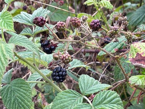 Foto - Grundst&uuml;ck in Angelburg zur Miete