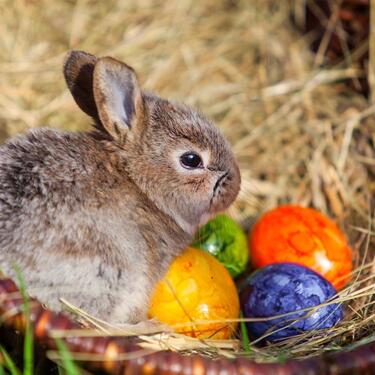 Foto - Ostern Ferienwohnung Nest Kleine Hexe Schierke 01.04. - 05.04.