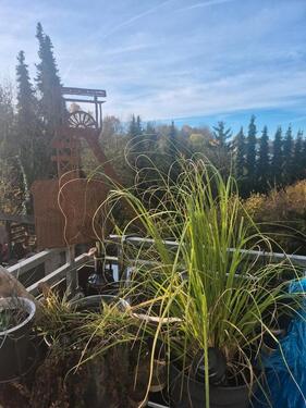 Foto - 2 Zimmer Küche Bad mit Balkon - 530,00 EUR Kaltmiete,