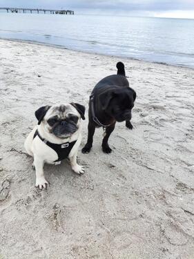 Foto - Boltenhagen, Ferienhaus, 6 Pers., 400m z. Strand, hundefreundlich