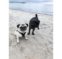 Boltenhagen, Ferienhaus, 6 Pers., 400m z. Strand, hundefreundlich - Bergisch Gladbach Alt-Frankenforst