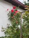 Foto - 3.5 Zimmer Bauernhaus, Landhaus zum Kaufen in Bad Freienwalde (Oder)