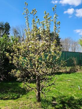 Foto - 5 Zimmer Einfamilienhaus zum Kaufen in Senftenberg