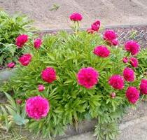 Gepflegter Kleingärten in SchwedtOder - Schwedt (Oder)