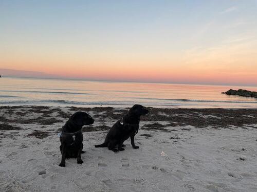 Foto - Ferienwohnung Ankerplatz für Pfötchen an der Ostsee ❤️⚓️