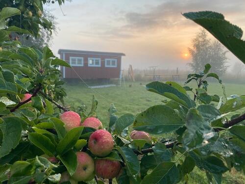 Foto - Tiny Haus Bauwagen Zirkuswagen Gartenhaus Ferienhaus