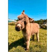 FerienwohnungMonteurzimmer Last Minute Bauernhof Urlaub - Hanerau-Hademarschen