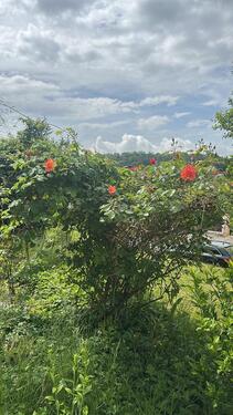 Foto - 4 Zimmer Erdgeschoßwohnung zur Miete in Heidenheim an der Brenz