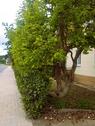 Foto - 5 Zimmer Einfamilienhaus zum Kaufen in Windsbach