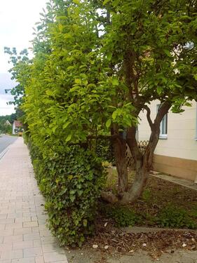 Foto - 5 Zimmer Einfamilienhaus zum Kaufen in Windsbach