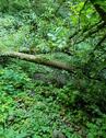 Foto - Schönes BachWald Grundstück in Ediger-Eller nah an der Mosel