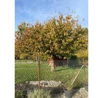 Kleingarten zur Pacht - 88,00&nbsp;EUR Kaltmiete, ca.&nbsp; 0,00&nbsp;m&sup2; in Grevesmühlen (PLZ: 23936)