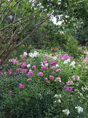 Foto - Erholungsgarten in Großbeeren ab 01.05.2026 zu verpachten – ruhig