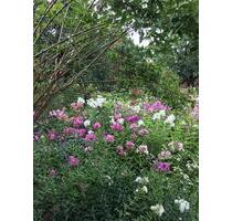 Erholungsgarten in Großbeeren ab 01.05.2026 zu verpachten – ruhig