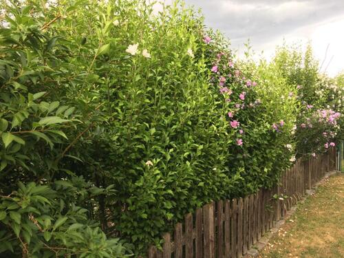 Foto - Grundst&uuml;ck zur Miete in Großbeeren