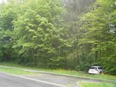 Foto - 1 ha Wald, 60 jähr. Fichten, Thannhausen, Augsburger Straße
